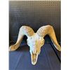 Image 1 : Bighorn Sheep Pick Skull