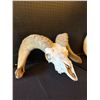 Image 2 : Bighorn Sheep Pick Skull