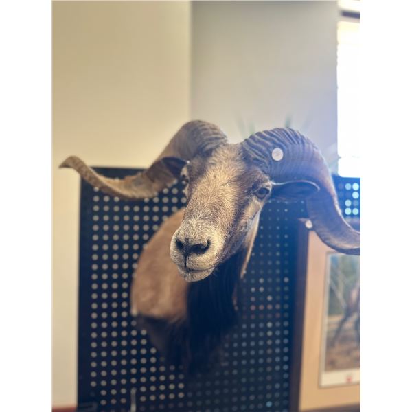 Mouflon Sheep Mount