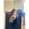 Image 1 : Mouflon Sheep Mount