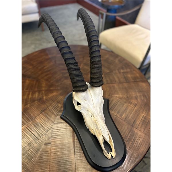 Sable, European Mount