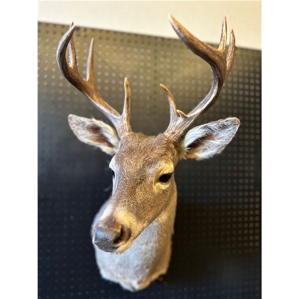 Coues Deer Buck Shoulder Mount