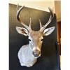 Image 2 : Coues Deer Buck Shoulder Mount