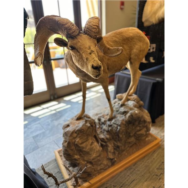 Life Size Nelsoni Bighorn Sheep