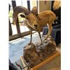 Image 1 : Life Size Nelsoni Bighorn Sheep