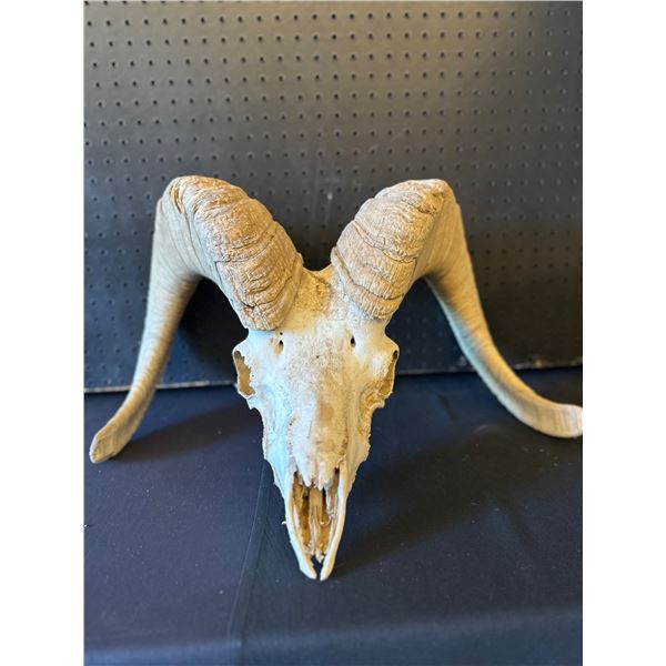 Bighorn Sheep Pick Skull