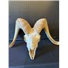 Image 1 : Bighorn Sheep Pick Skull