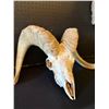 Image 2 : Bighorn Sheep Pick Skull
