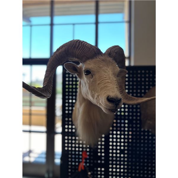 Texas Dall Sheep Mount