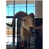 Image 1 : Texas Dall Sheep Mount