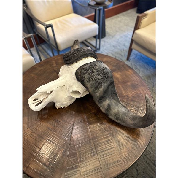 Cape Buffalo Bleached Skull