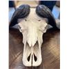 Image 2 : Cape Buffalo Bleached Skull