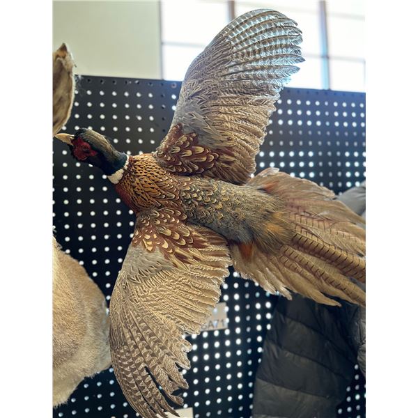 Life Size Pheasant Wall Mount