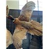 Image 1 : Life Size Pheasant Wall Mount