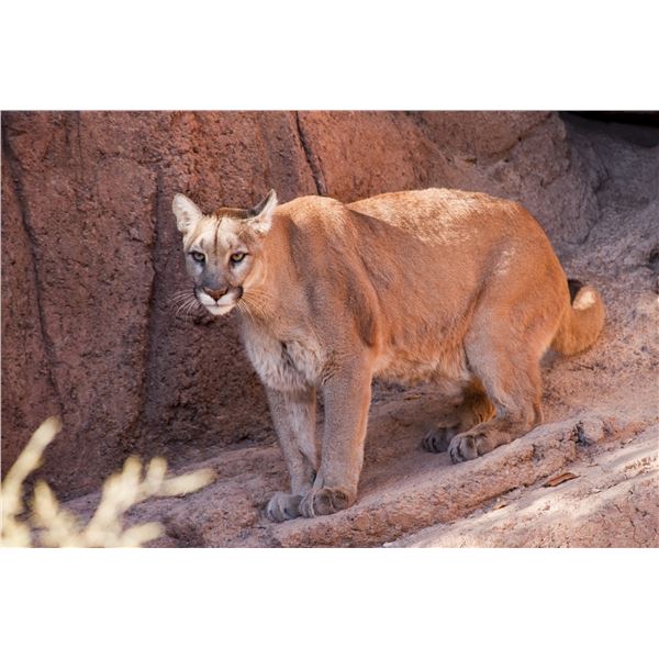 Special Arizona Commission Mountain Lion Tag