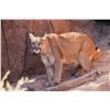 Image 1 : Special Arizona Commission Mountain Lion Tag
