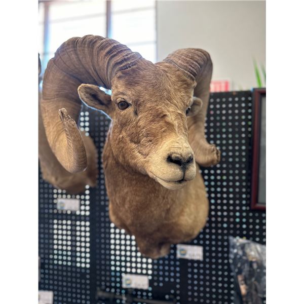 Rocky Mountain Bighorn Sheep Shoulder Mount