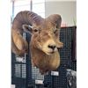 Image 1 : Rocky Mountain Bighorn Sheep Shoulder Mount