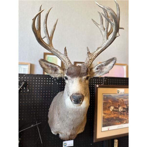 Kiabab Mule Deer Mount