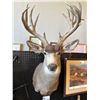 Image 1 : Kiabab Mule Deer Mount