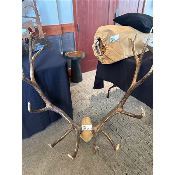 6 X 6 Bull European Elk Rack