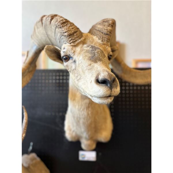 Nelsoni Desert Bighorn Sheep Shoulder Mount