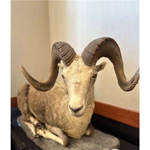 Life Size Stone Sheep Mount