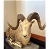 Image 1 : Life Size Stone Sheep Mount
