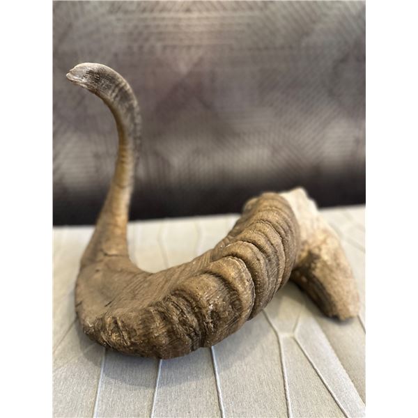 Dall Sheep Horn