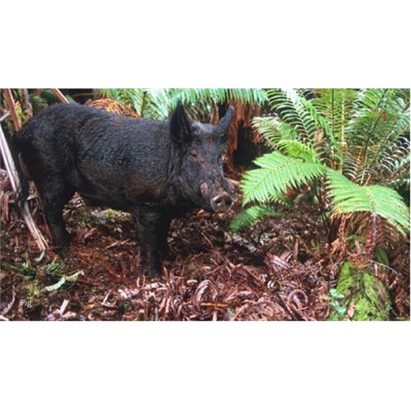 Archery Pig Hunt on the "Garden Island"of Kauai