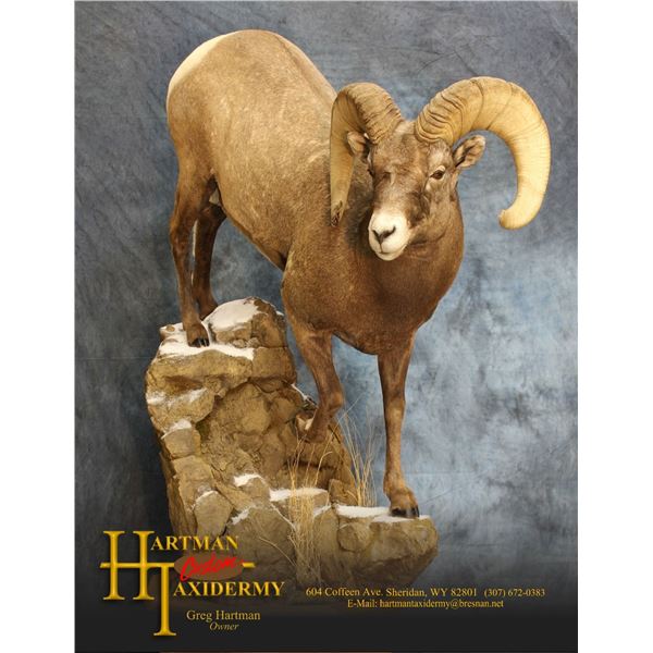 Hartman Taxidermy