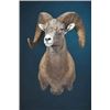 Image 1 : Sheep Shoulder Mount from Dewey Wildlife Taxidermy