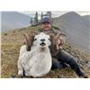 Image 1 : Fannin Sheep Hunt with Midnight Sun Outfitting