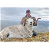 Image 4 : Fannin Sheep Hunt with Midnight Sun Outfitting