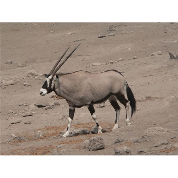 Namibia 10-day hunt with Afrihunt Safaris