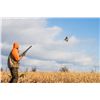 Image 1 : Hunt Pheasant and Quail in Southern Iowa