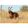 Image 4 : Sable and Roan Hunt in South Africa