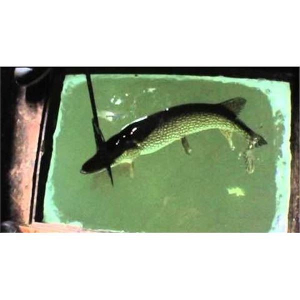 North Dakota Pike Spearing
