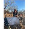 Image 2 : Hunt Trophy Exotic Game in South Texas