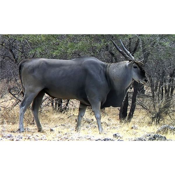 5 Day Hunt in Namibia for Two Hunters