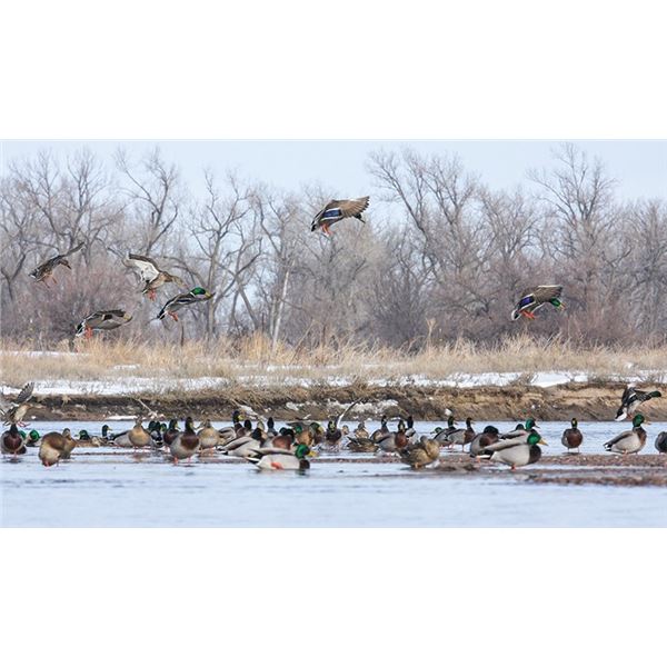 River Hunt for Waterfowl in Iowa for Three Hunters