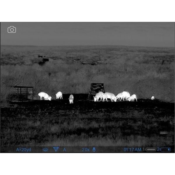 Wild Hog Hunt in Texas at Thermal Ranch