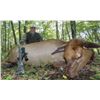 Image 1 : Camp Freedom Guided Cow Elk Hunt