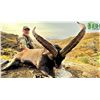 Image 9 : Sierra Nevada Ibex Hunt in Spain