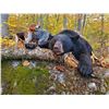 Image 1 : Maine Black Bear Hunt with Dogs