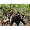 Image 3 : Maine Black Bear Hunt with Dogs