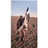 Image 2 : Guided Arizona Sandhill Crane Hunt with AZ Buck and Bulls LLC