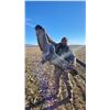 Image 3 : Guided Arizona Sandhill Crane Hunt with AZ Buck and Bulls LLC