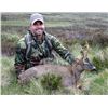 Image 1 : Scotland Roe Deer