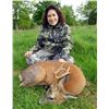 Image 2 : Scotland Roe Deer